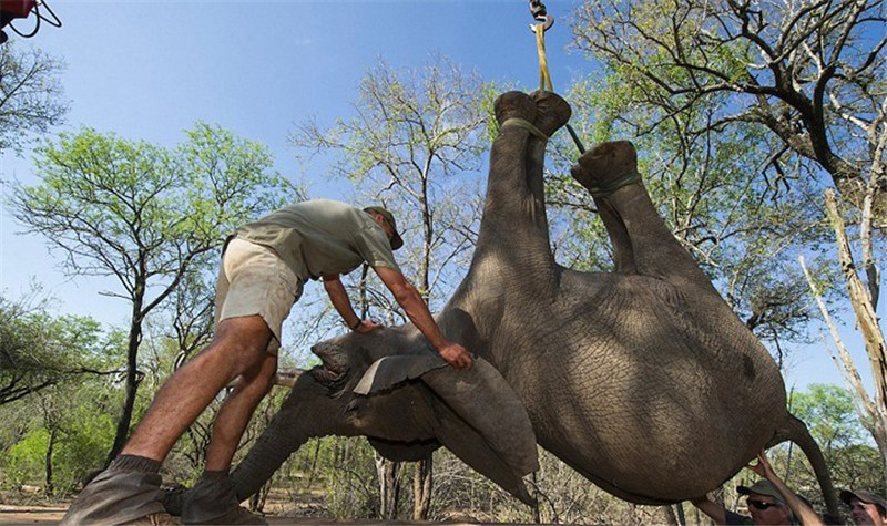 近日，南非一處自然保護(hù)區(qū)內(nèi)整個(gè)象群逃離。