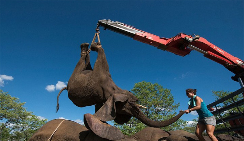 護(hù)林員***時(shí)間對(duì)其進(jìn)行追蹤，而后將十幾頭約4噸重的大象麻醉并捆綁四肢，用起重機(jī)小心放入轉(zhuǎn)運(yùn)車上救回。