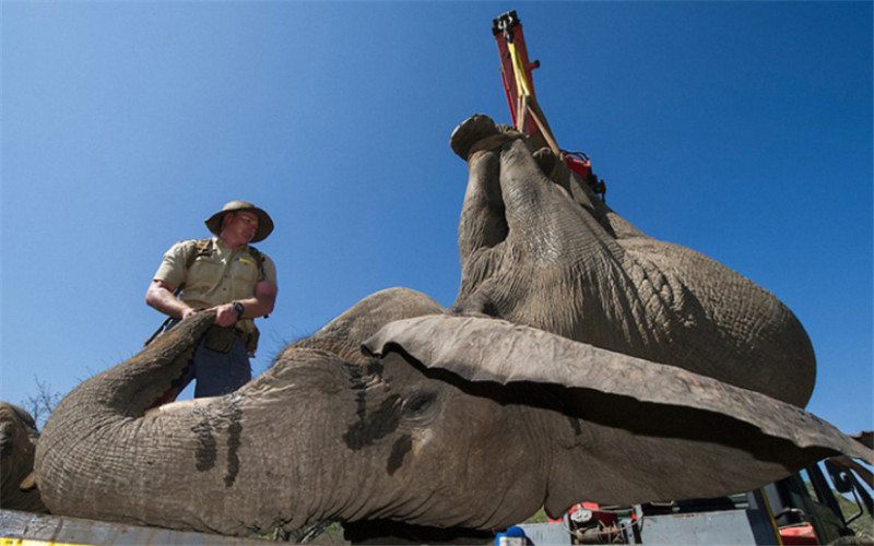 報(bào)道稱，為了使大象們感到舒適，護(hù)林人員在運(yùn)送期間一直陪在它們身邊，用樹枝撐開象鼻以保證它們能夠正常呼吸，并給它們澆水降溫。