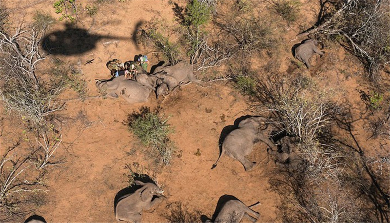 在一張照片中，大象轉(zhuǎn)醒后正在試著邁出它們安全回歸后的***步。