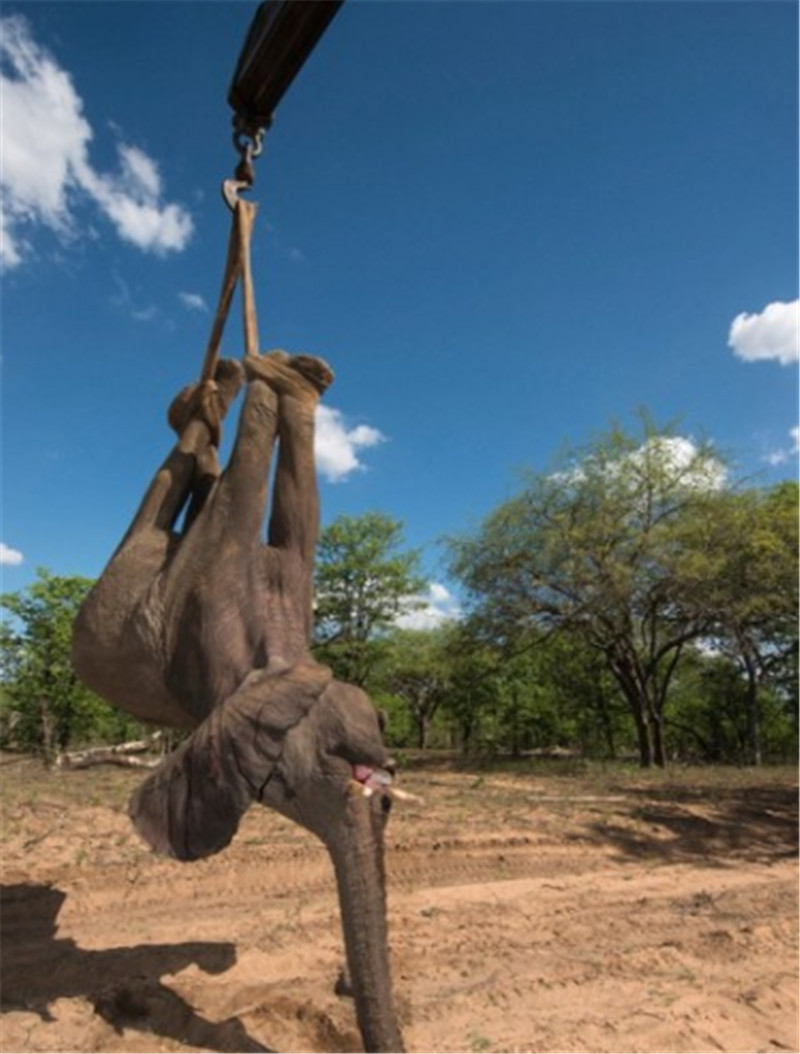 據(jù)悉，大象被吊車吊起的畫面由來自英國(guó)的攝影師兼自然保護(hù)主義者皮特?牛津（Pete Oxford）拍攝。